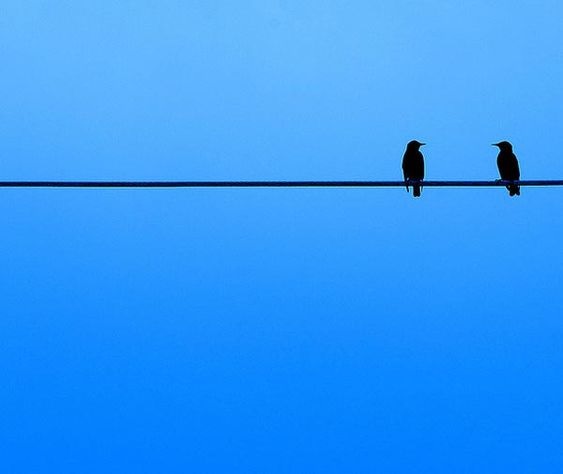 Birds perched on an electric line.