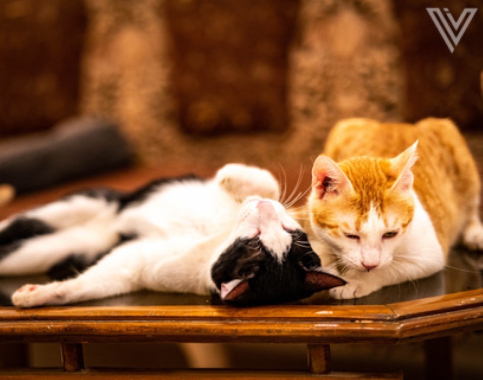 Cats lying on a table and playing
