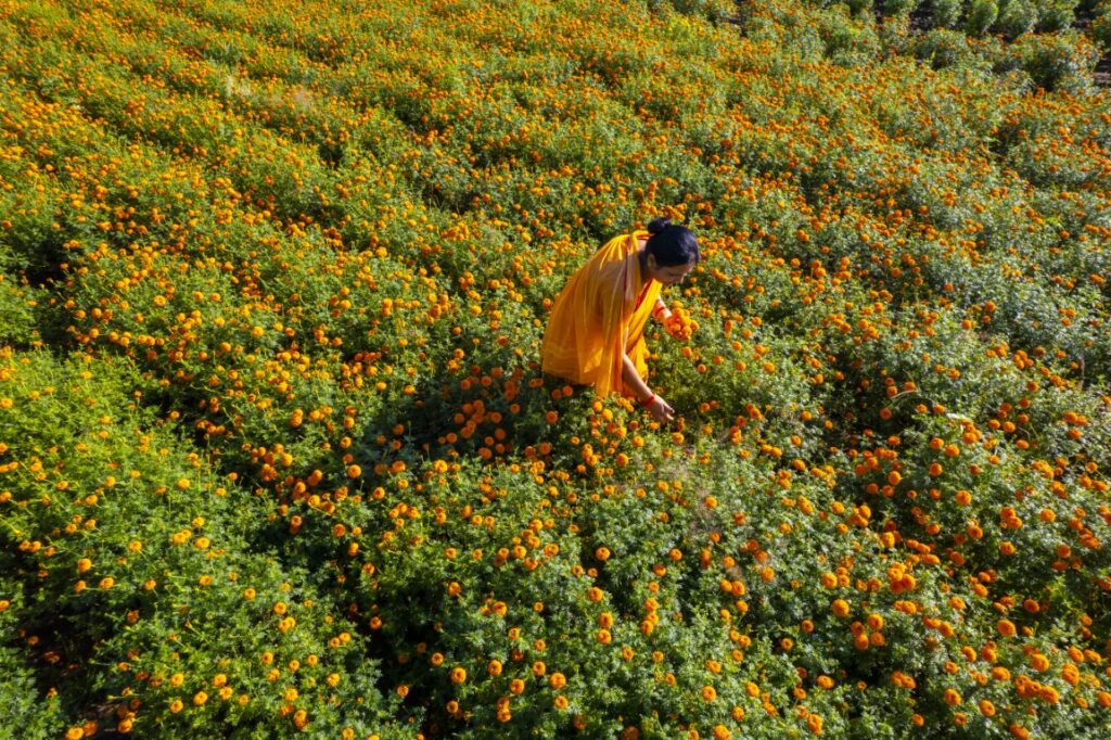 Aerial view of woman on a marigold field, India.