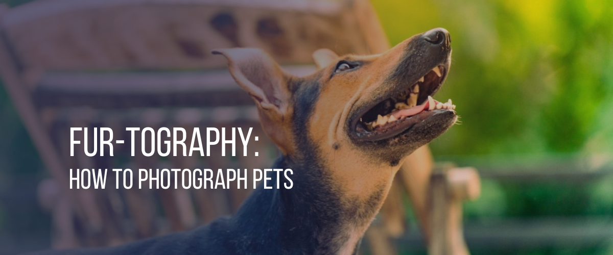 Fur-tography: How to Photograph Pets  